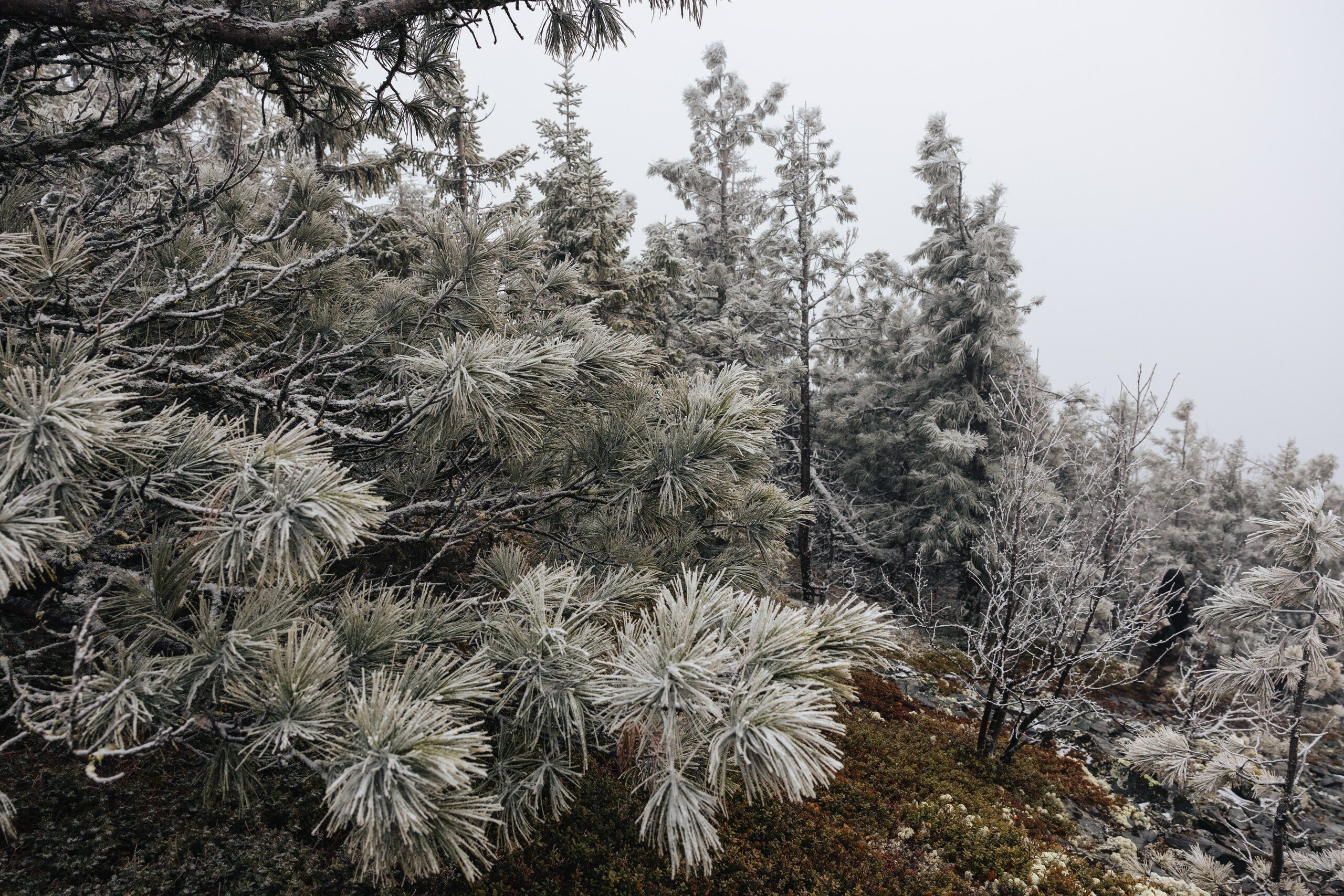 Фото Таежная Рось