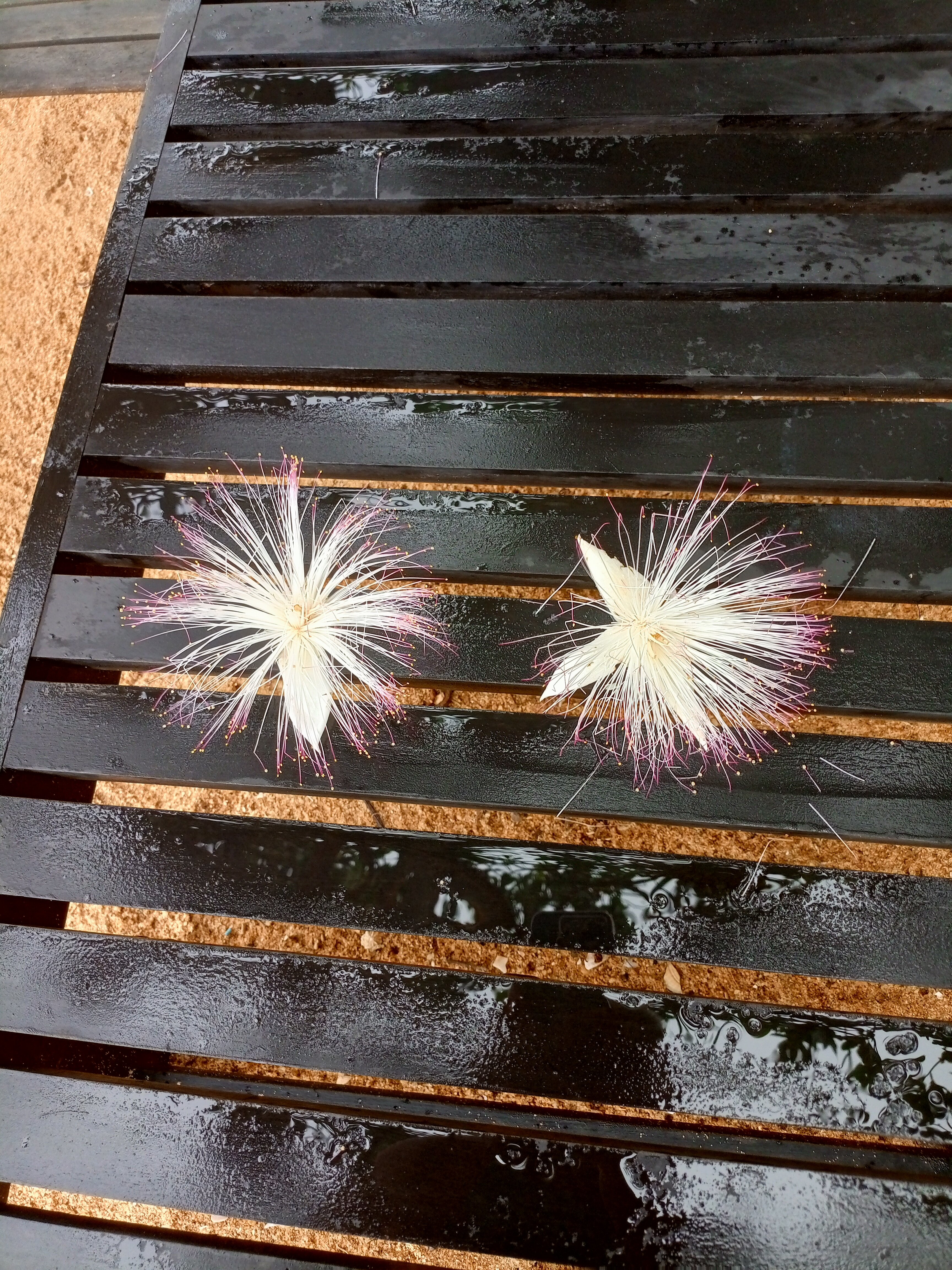 Фото Hibiscus Beach Hotel & Villas