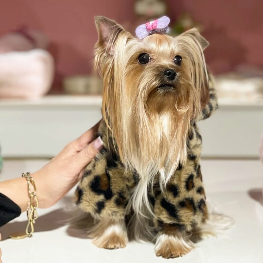 Pet shop Puppyland Store, Ankara, photo