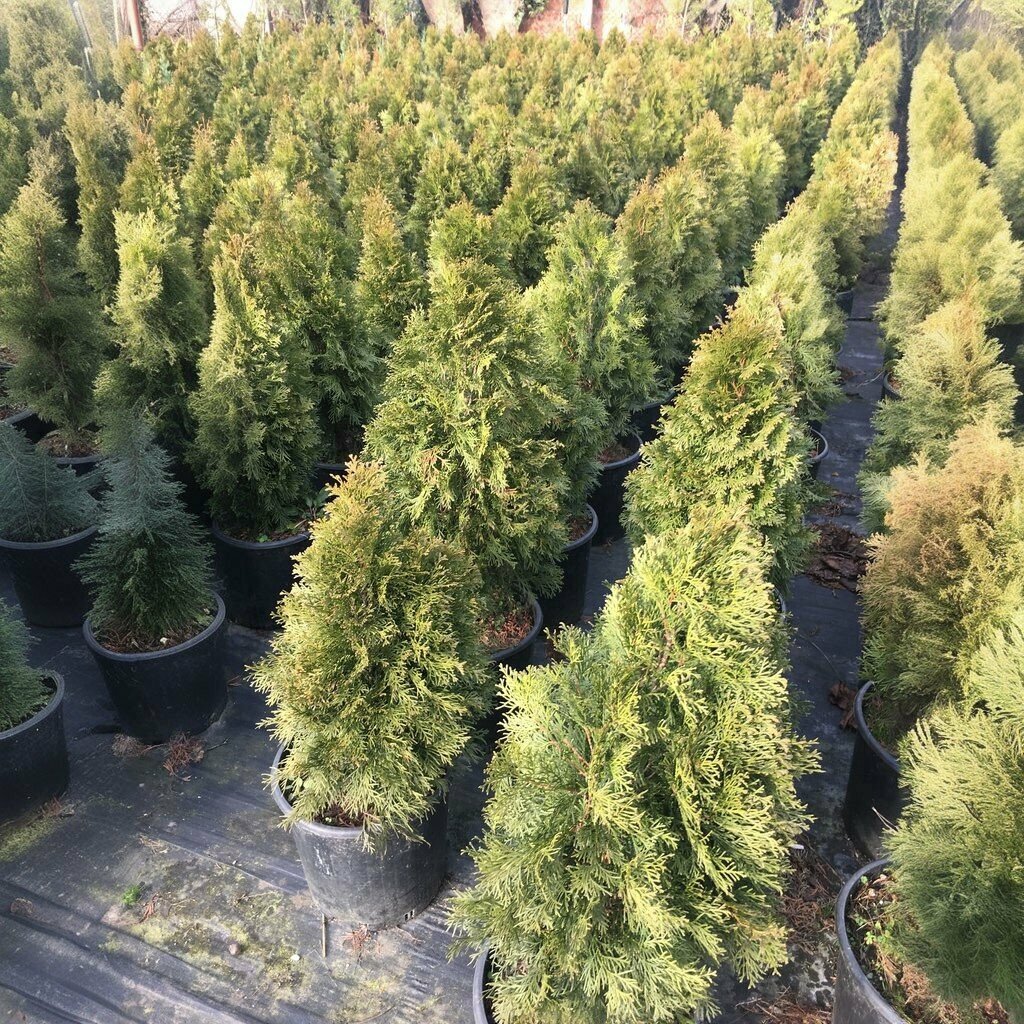 Plant nursery Abies Fidan, Sapanca, photo