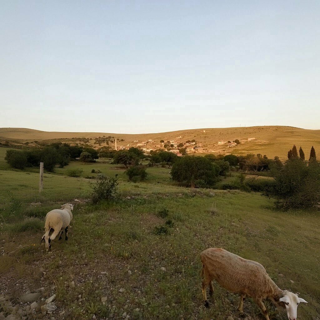 Mukhtars Meseli Koyu Muhtarligi, Emirgazi, photo