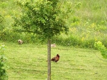 Фото Tenuta i Lecci di Gurian Roberta Maura