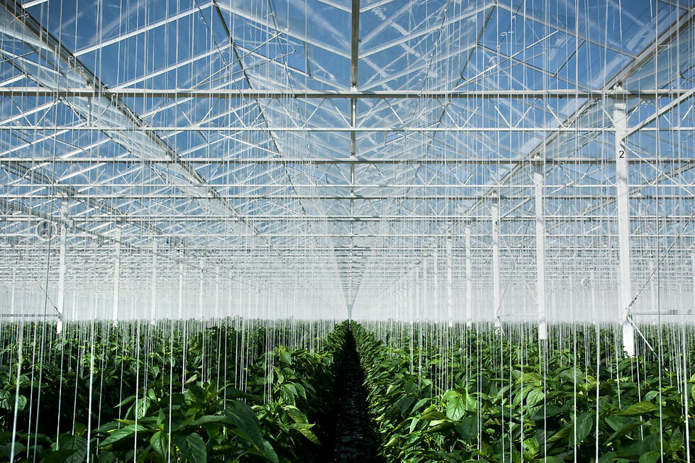 Fodder and feed additives E-z Tohumculuk, Kumluca, photo