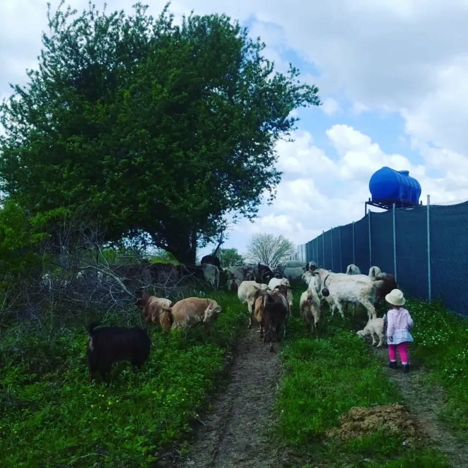Dairy products shop Usta, Korfez, photo