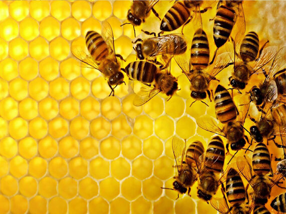 Honey and beekeeping Organic Honey, Borcka, photo