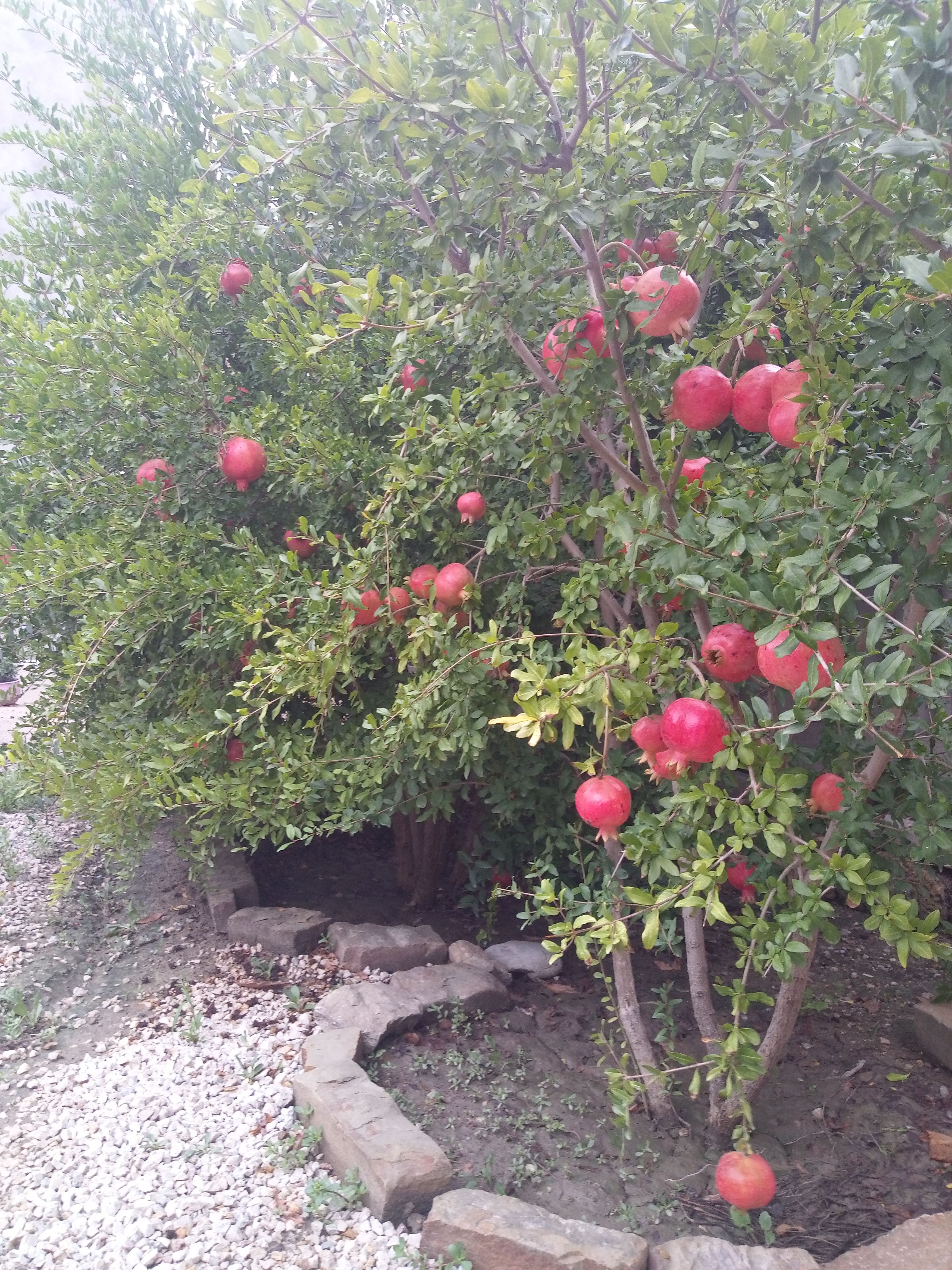 Фото Гостевой дом Оазис Судак