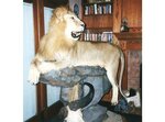 The Big Five (Moscow Region, Khimki, Leningradskoye Highway), taxidermist