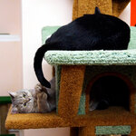 Hotel Kote (Bolshoy Vasilyevskogo Ostrova Avenue, 89), pet hotel