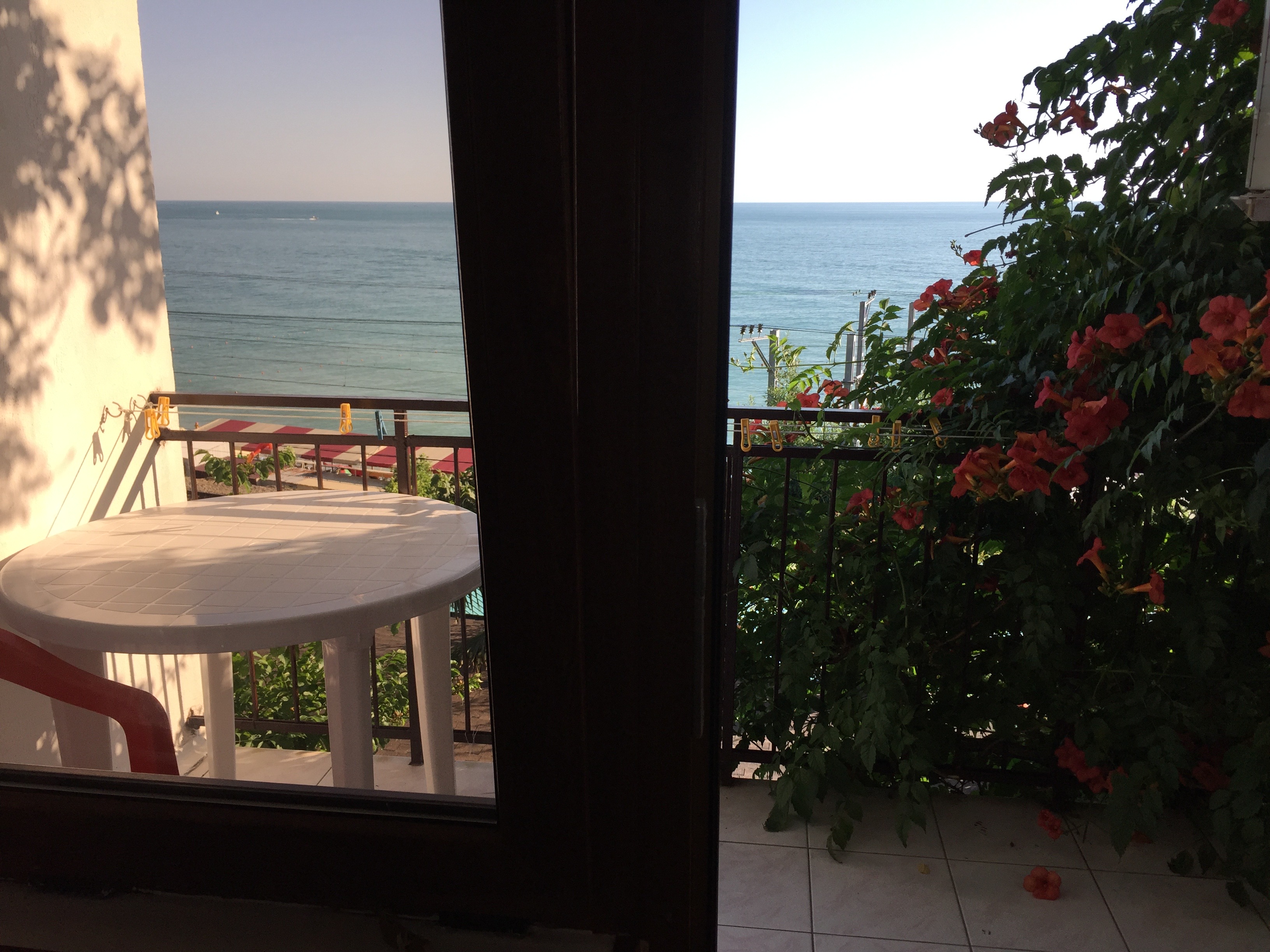 Фото Фламинго