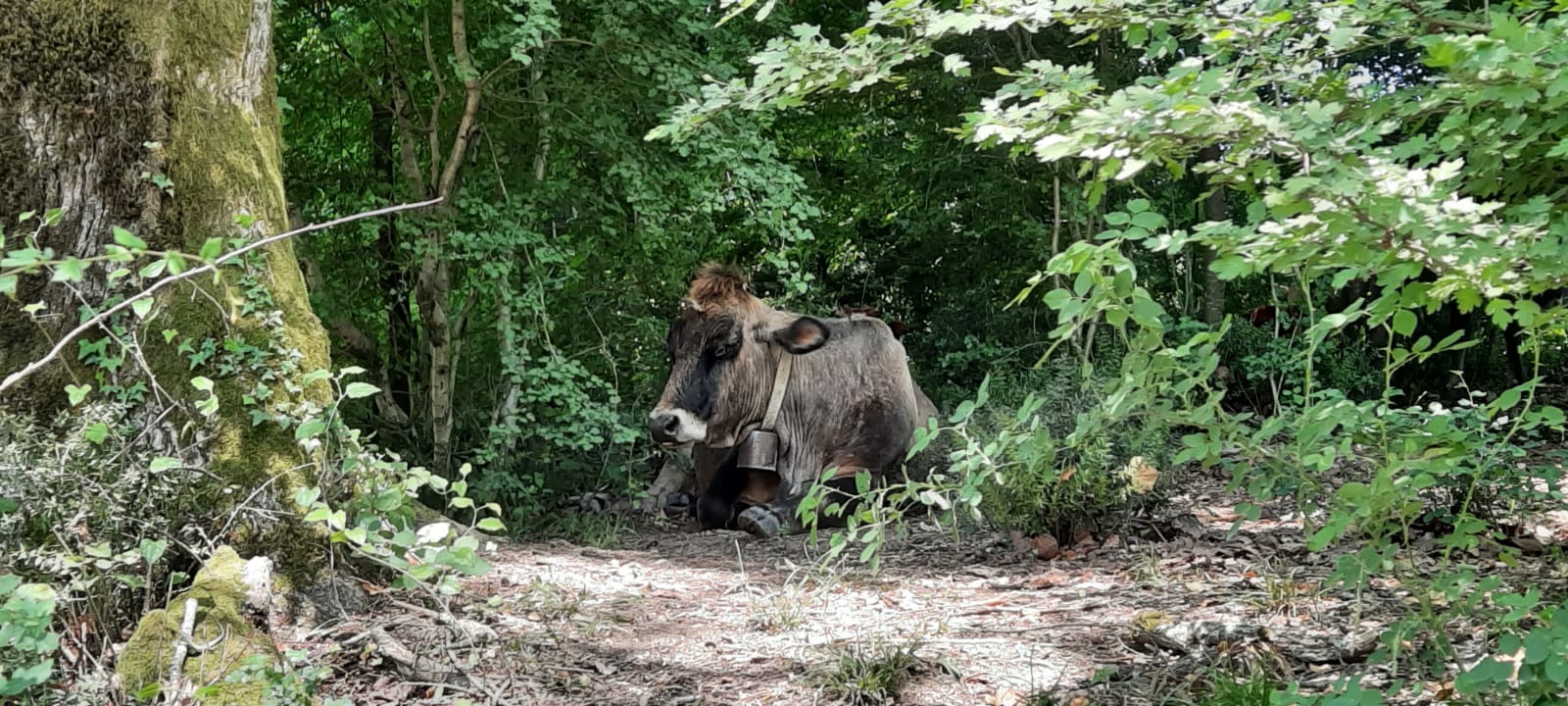 Фото Глобус
