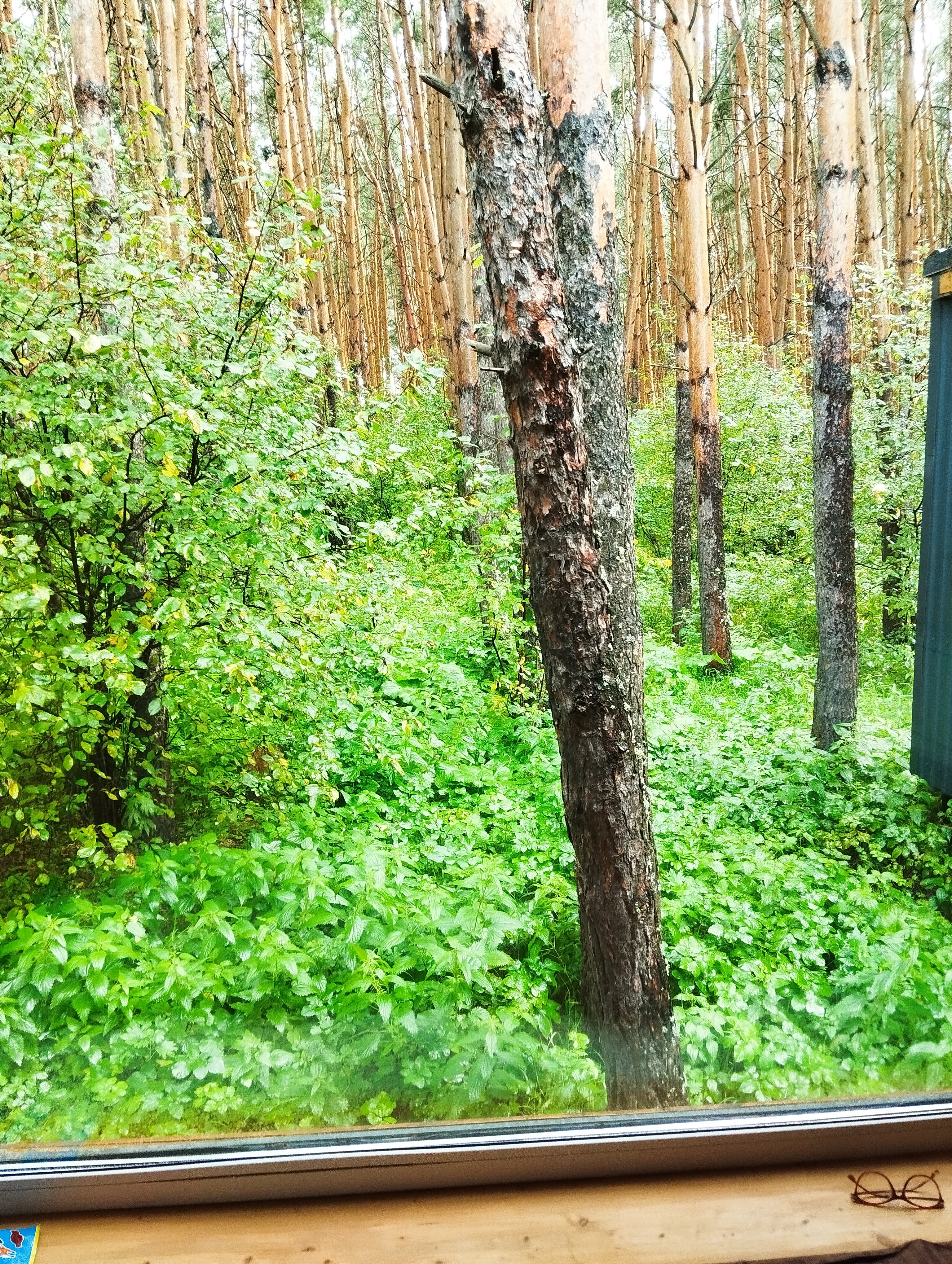 Фото Шалаш парк