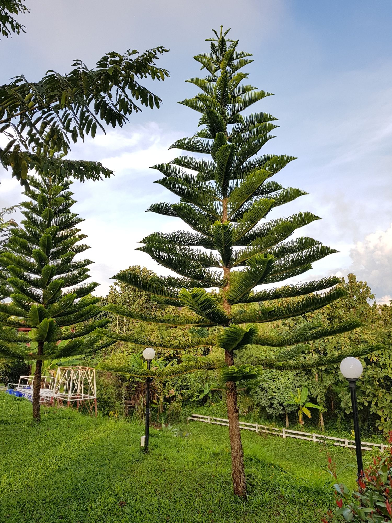 Фото Mossview Resort