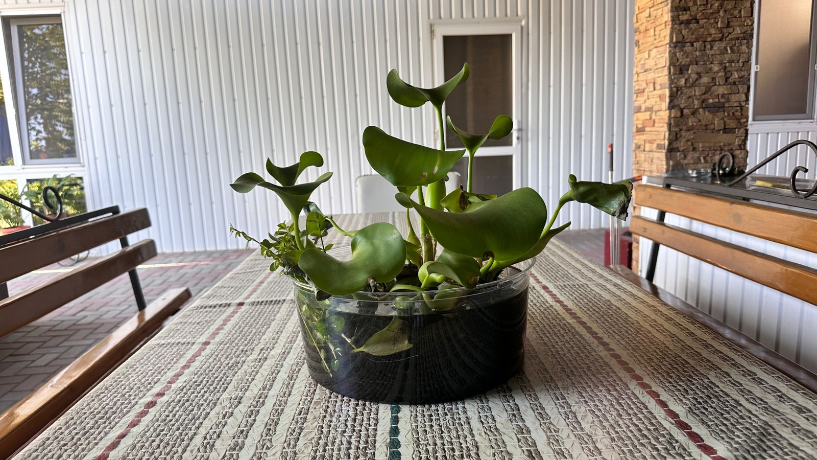 Фото Моника