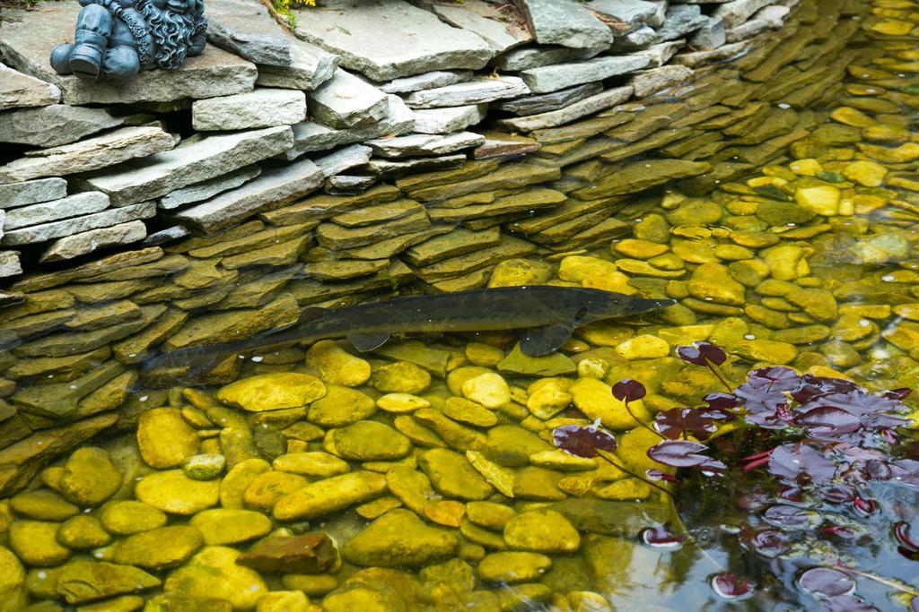 Фото Сытый Ежик