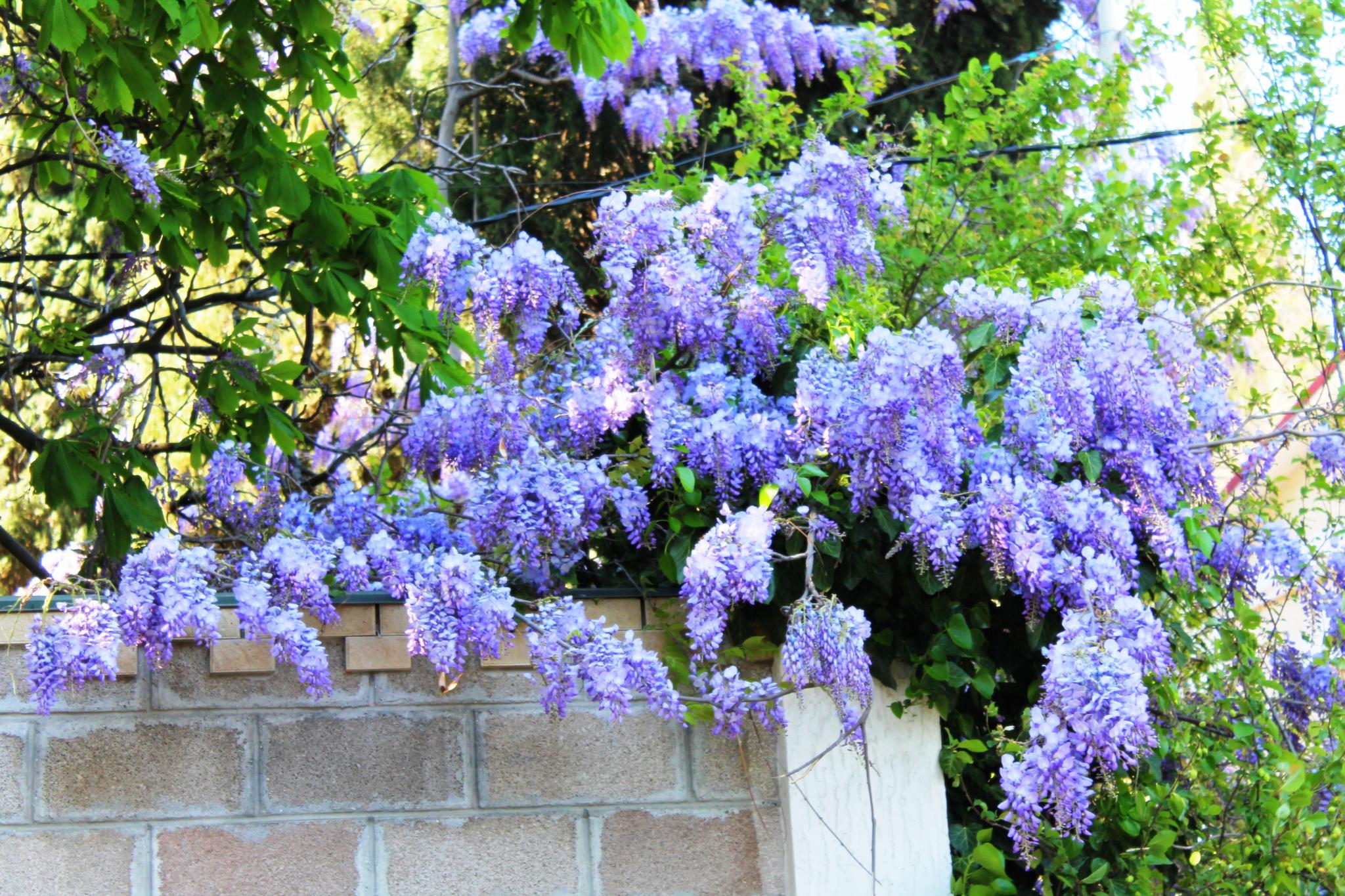 Фото Радмир