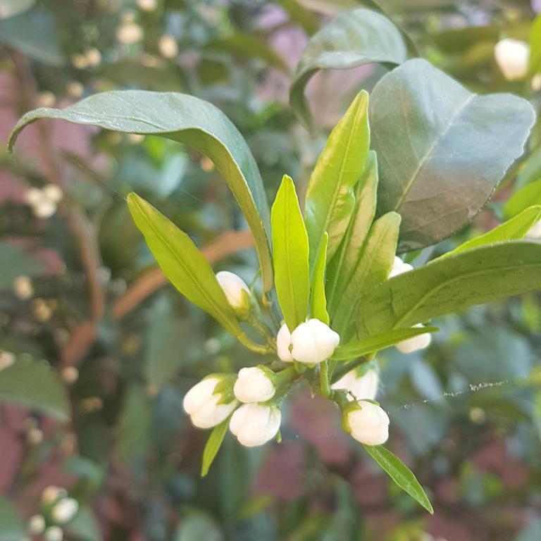 Фото Алая Роза