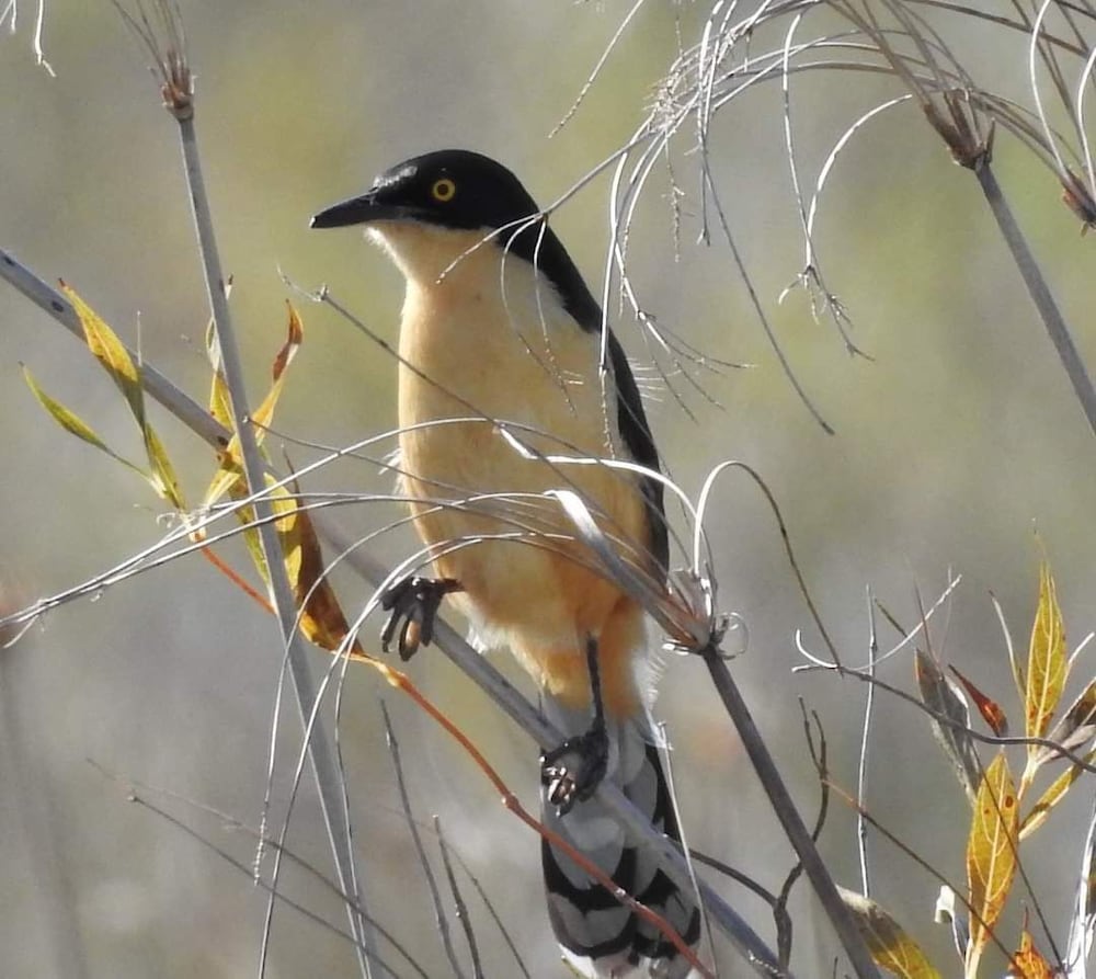 Фото Wild Wetlands Lodge