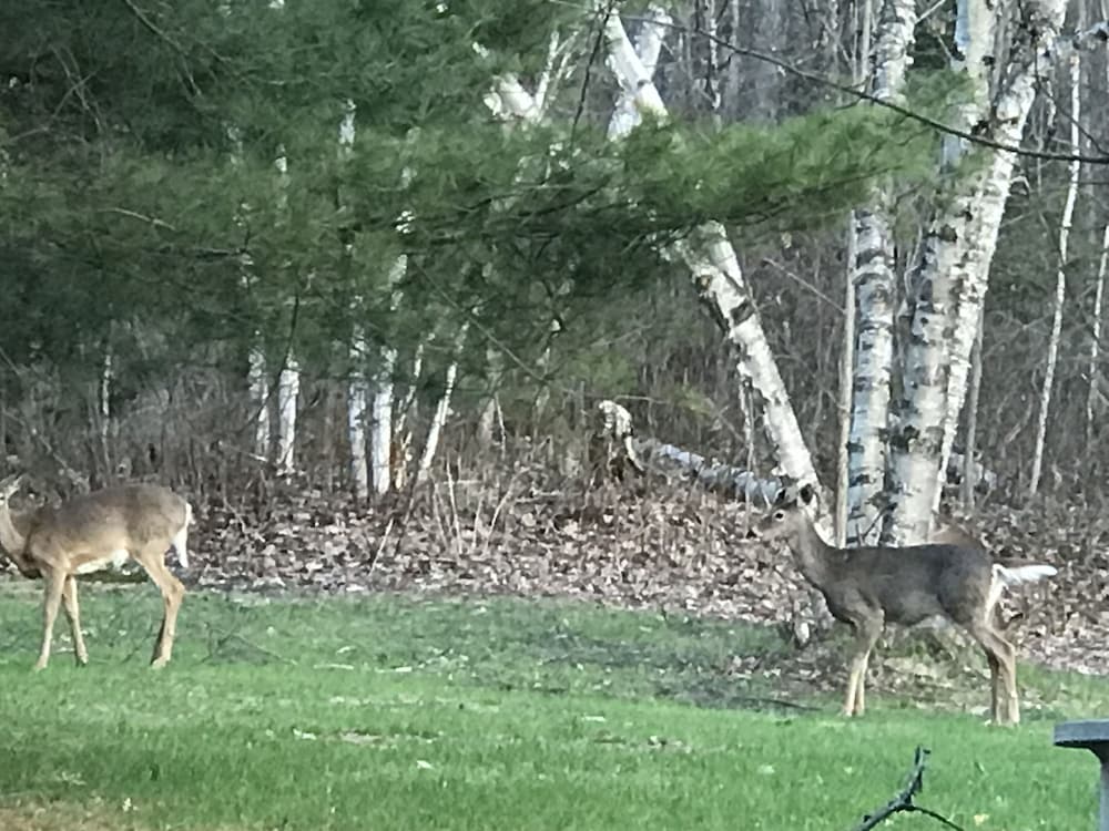 Фото Hush Lodge & Cottages