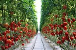 Agrokultura (posyolok Novosyolki, ulitsa Lazareva, 2), greenhouse