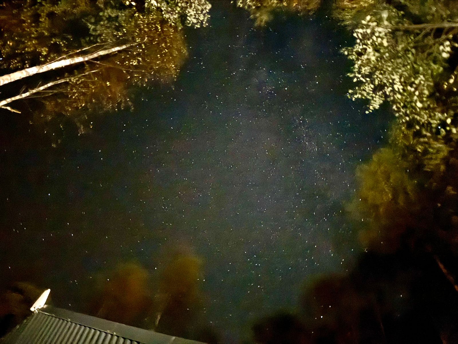 Фото Бэмби Лэнд