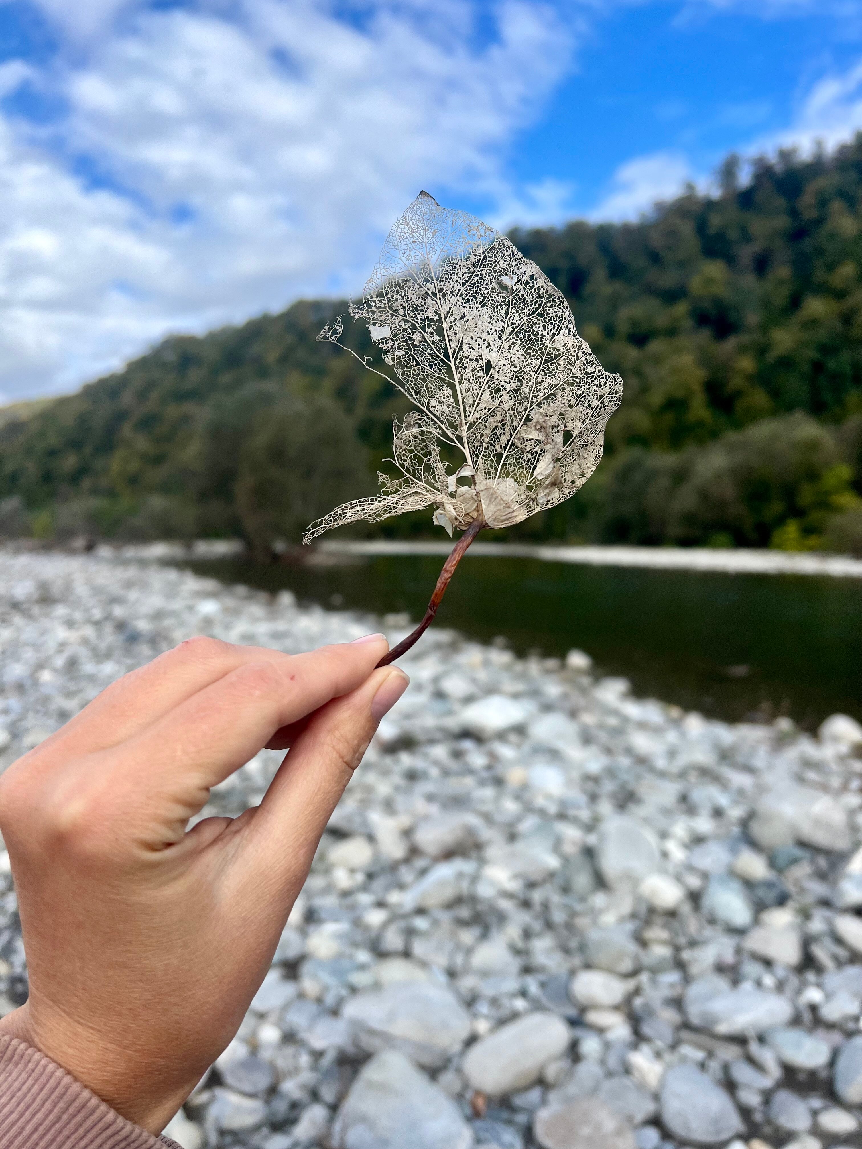 Фото Южный Вайб Древо