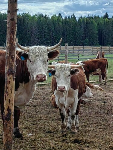 Дом отдыха База отдыха Ордино в Тверской области