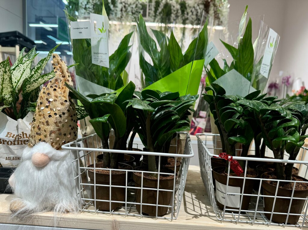 Flower shop Darwin, Kaluga, photo