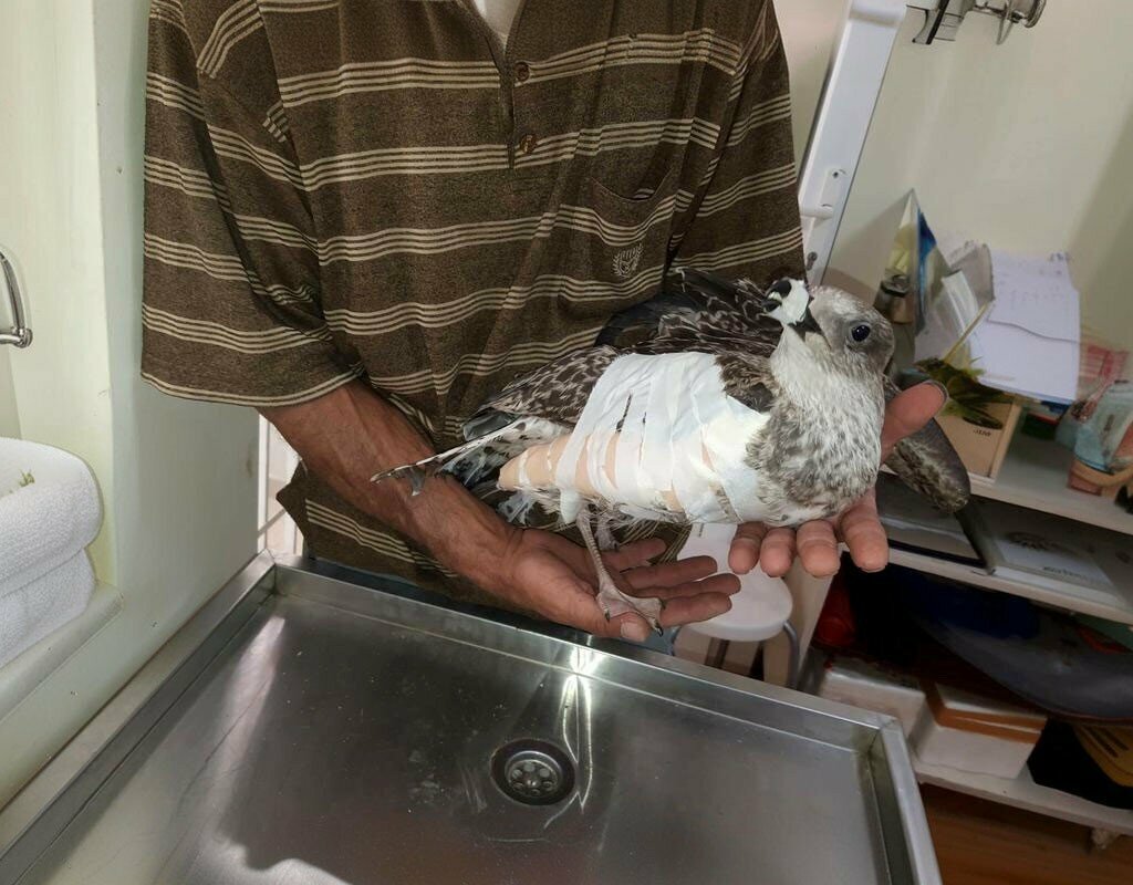 Veterinary clinic Smarty Veterinary Clinic, Edremit, photo