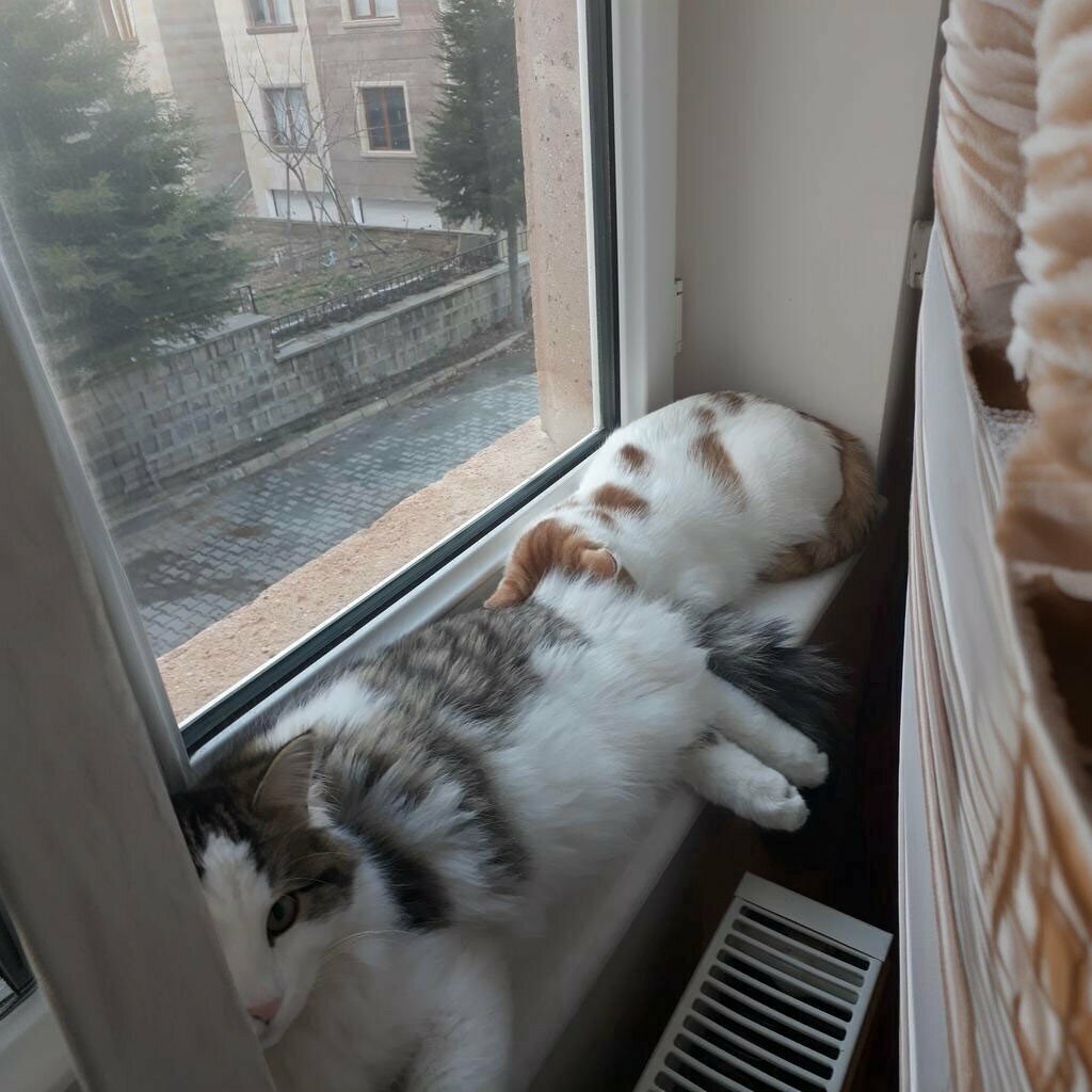 Veterinary clinic Demircioglu Veteriner Klinigi, Nevsehir, photo