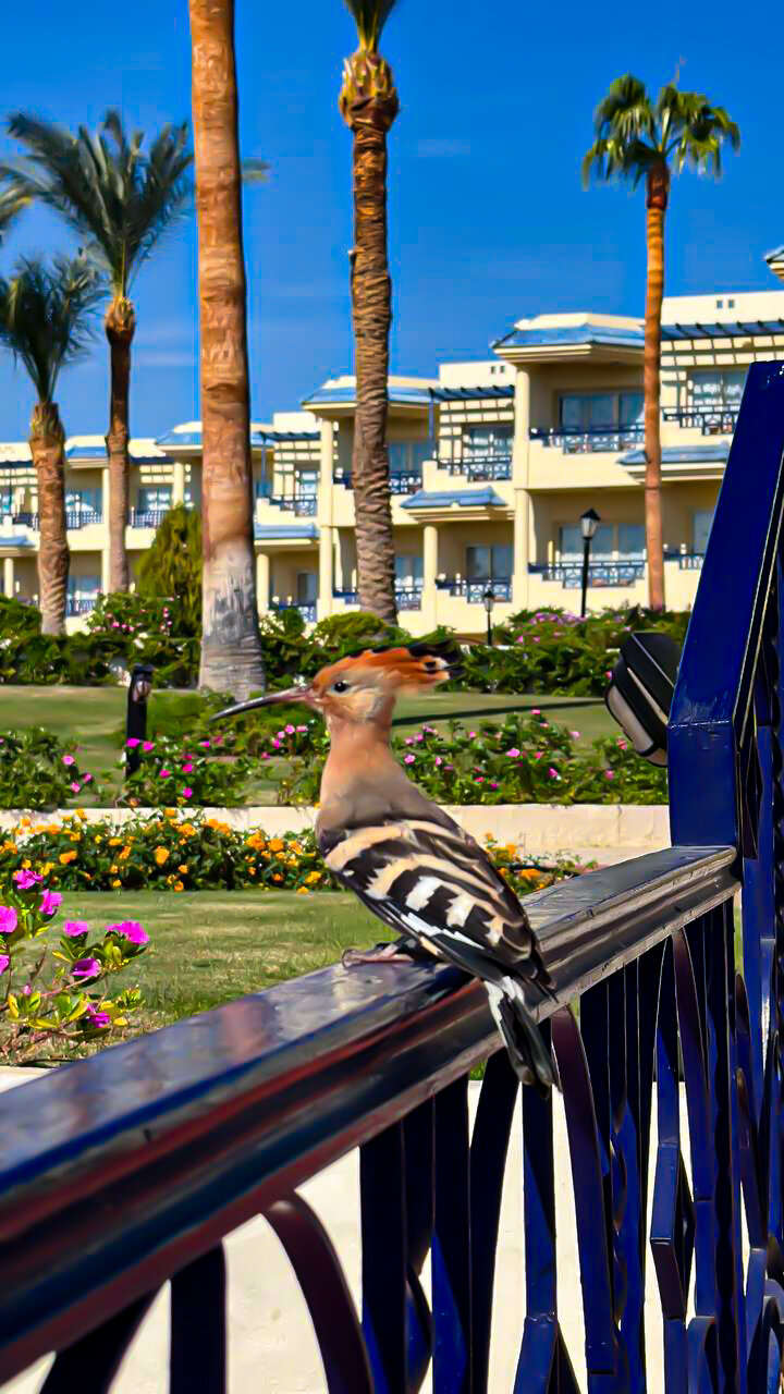 Фото Grand Oasis Resort