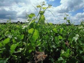 Гостиница Ibis Bordeaux Centre Bastide