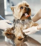 The Pet House Veterinary Clinic (Rose Residence 2, Community Jabal Ali 1, Jebel Ali, Dubai), veterinary clinic