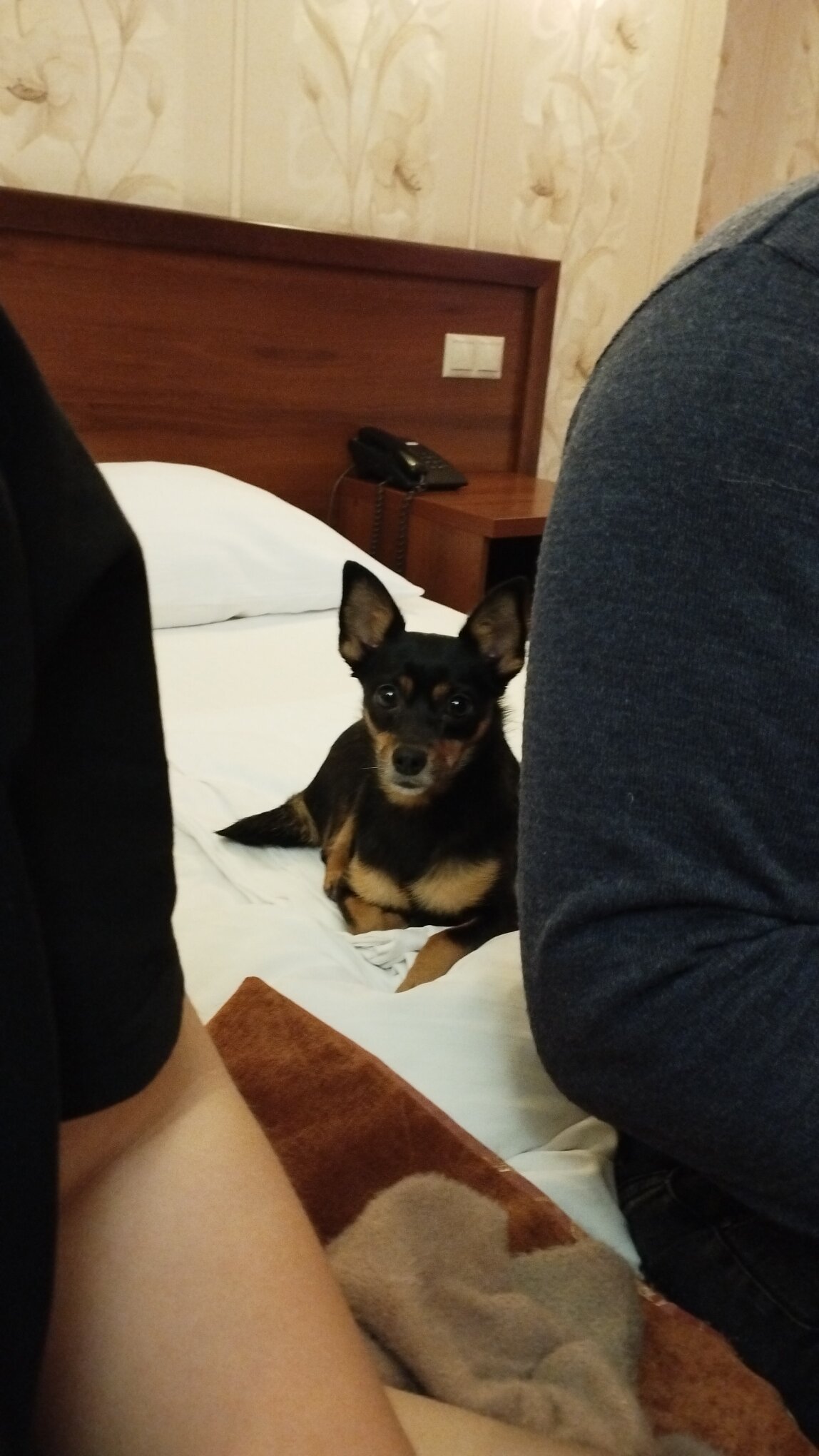 Фото Аврора