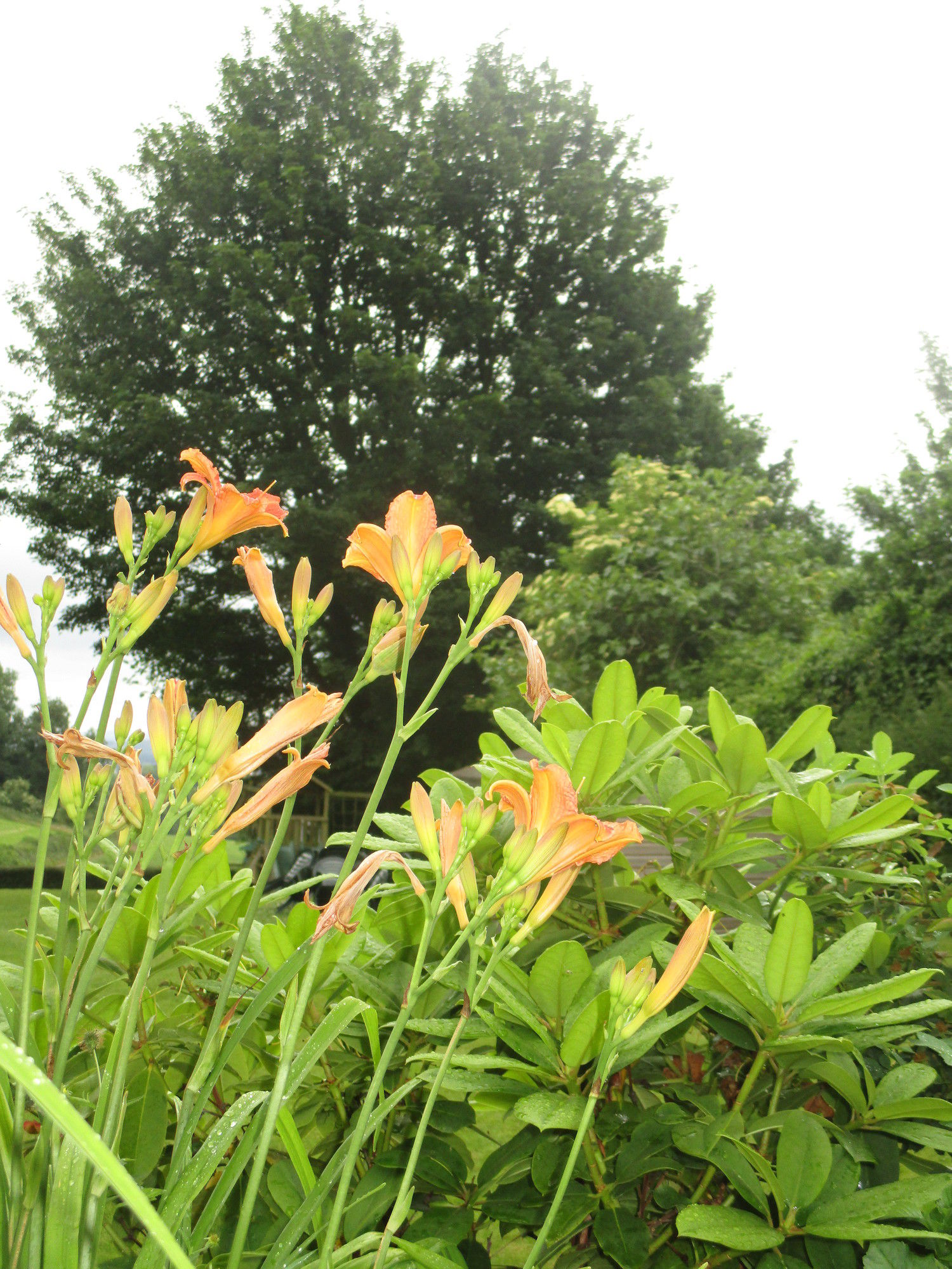 Фото Brambles Bed and Breakfast
