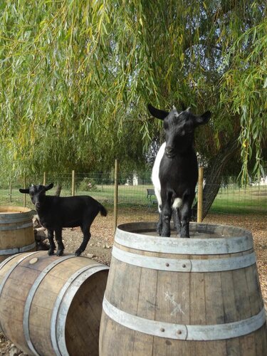 Гостиница Hotel Kyriad Libourne - Saint Emilion в Либурне