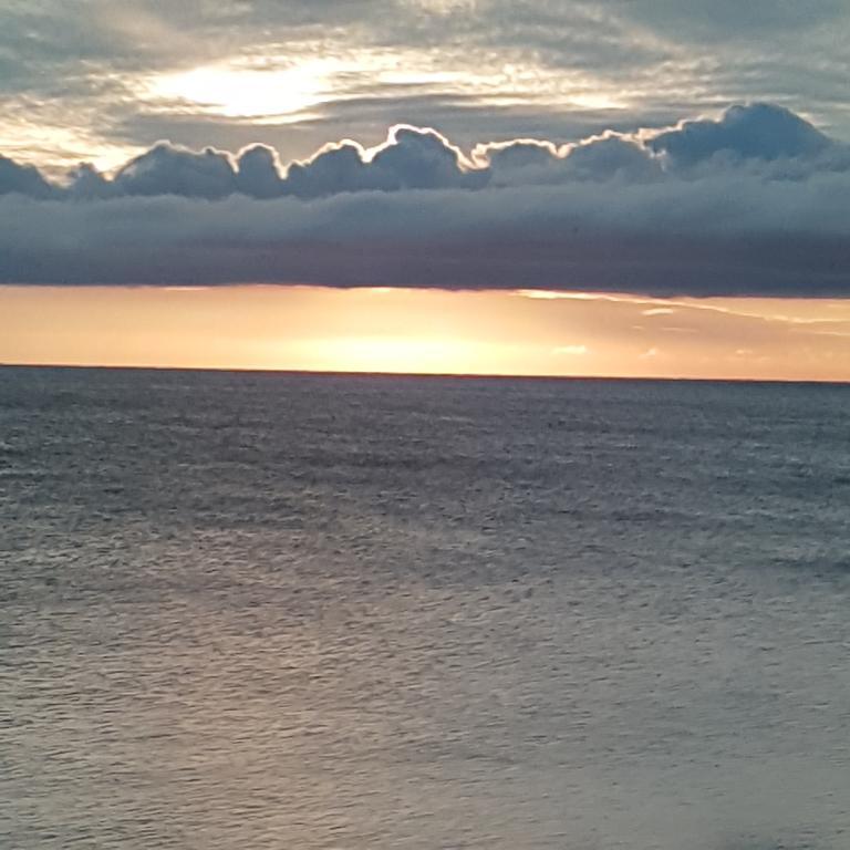 Фото Алая Роза