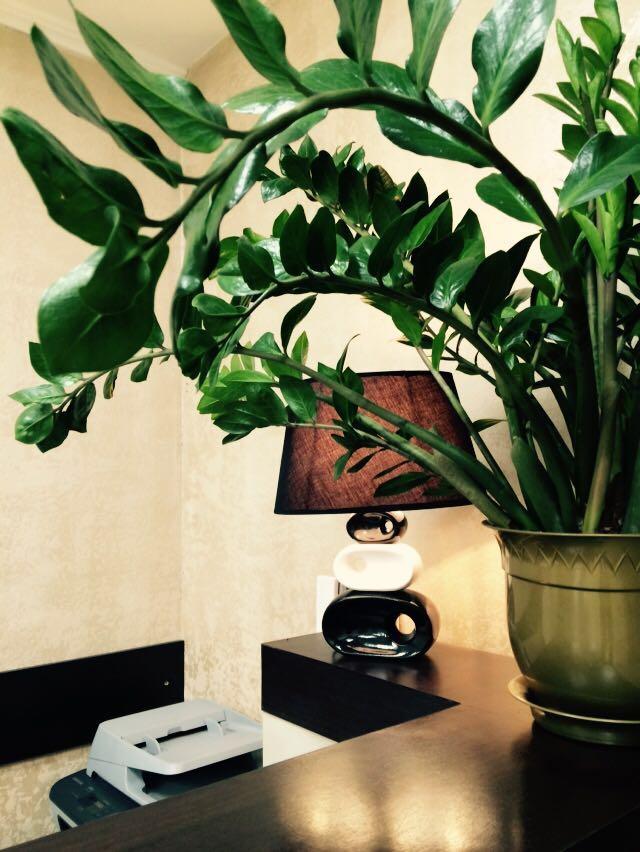 Фото Дворянское Гнездо