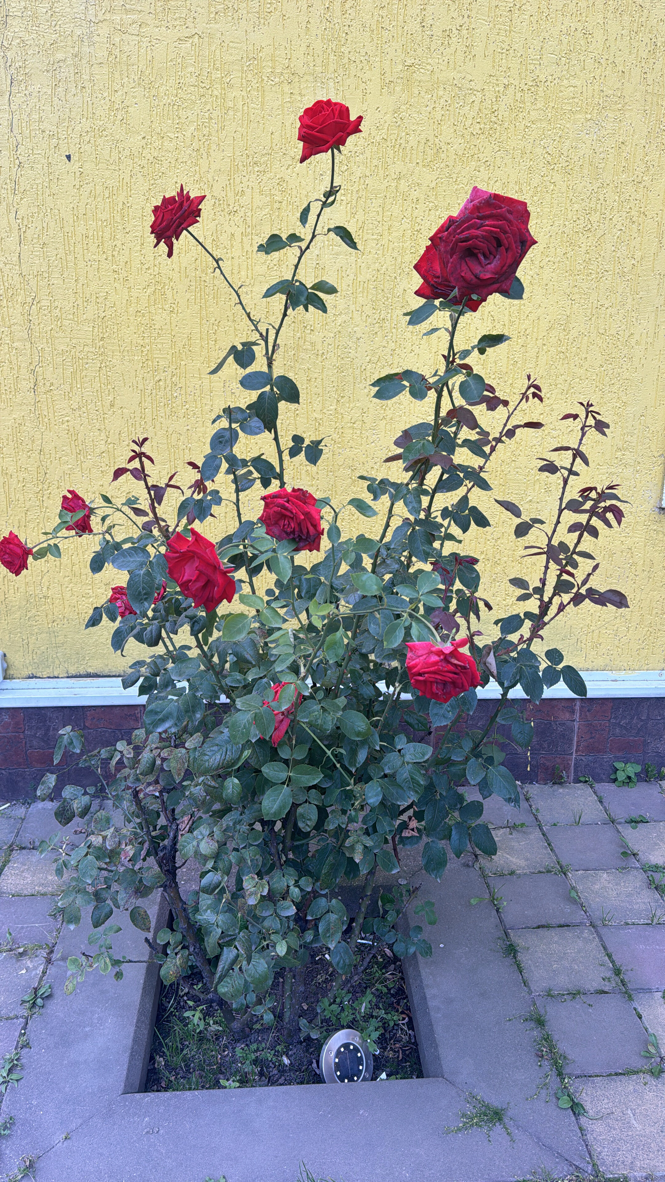 Фото У Аллы