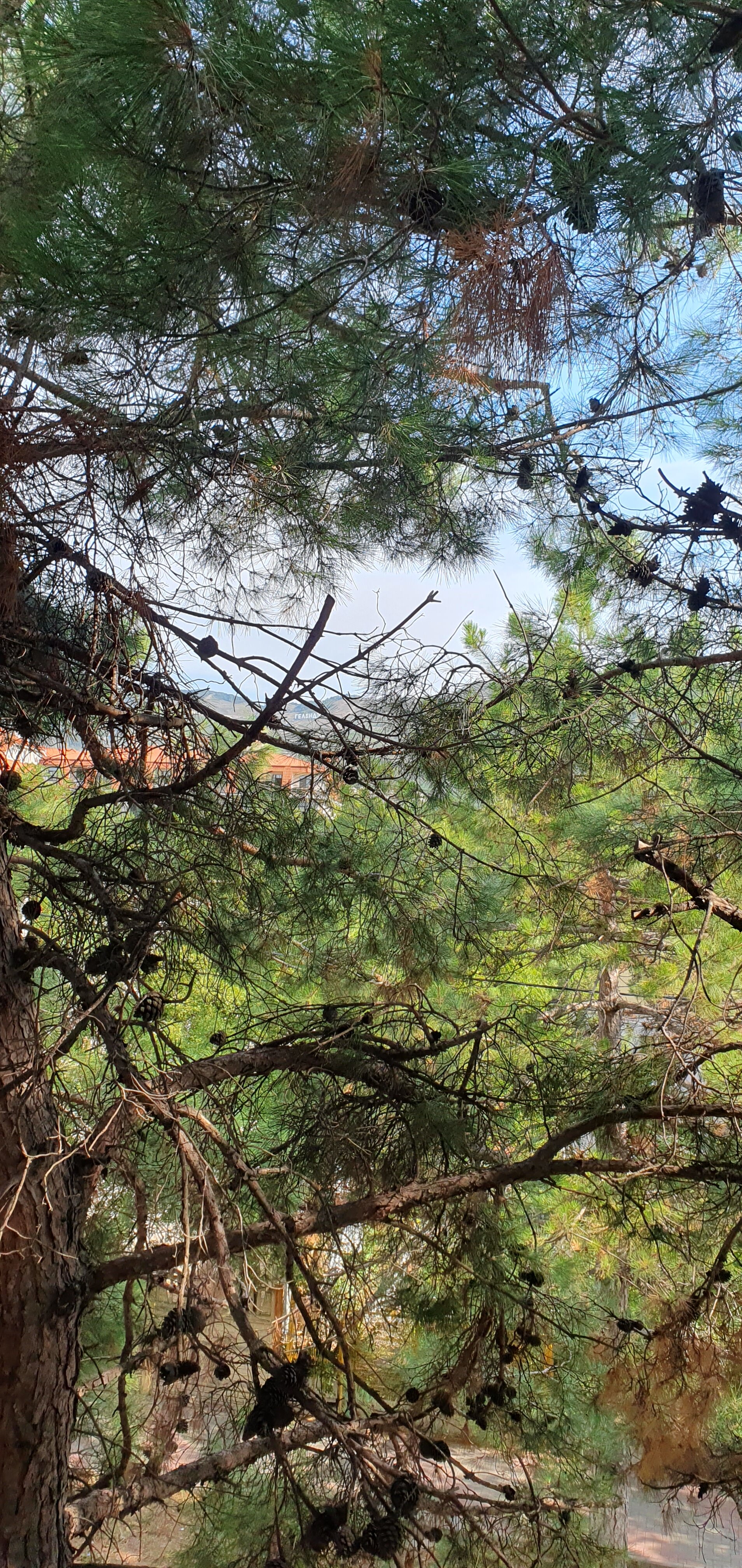 Фото Сосновая дача