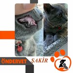 Öndervet Veteriner Kliniği (Мерсин, Силифке, улица Джеляль Баяр, 80B), ветеринарная клиника в Силифке