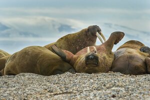 Гостиница Svalbard Hotell - Polfareren