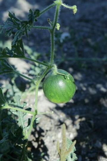 Фото Studios Apartments Kapetanios