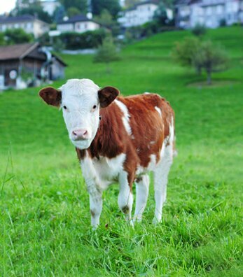Fodder and feed additives Egebey Feed, Ortakoy, photo