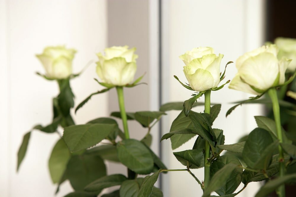 Фото Hotel Cervetta 5