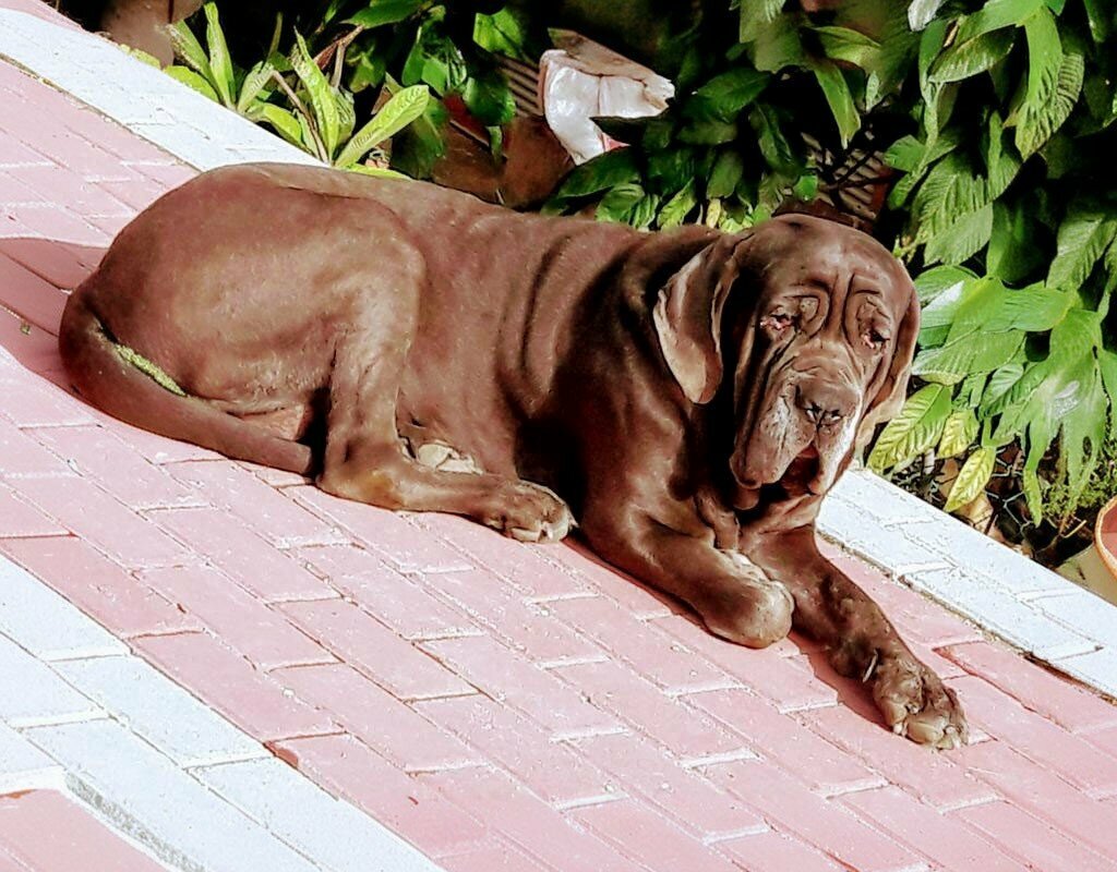 Urban forest Martyr Kerim Guleryuz Park, Manavgat, photo
