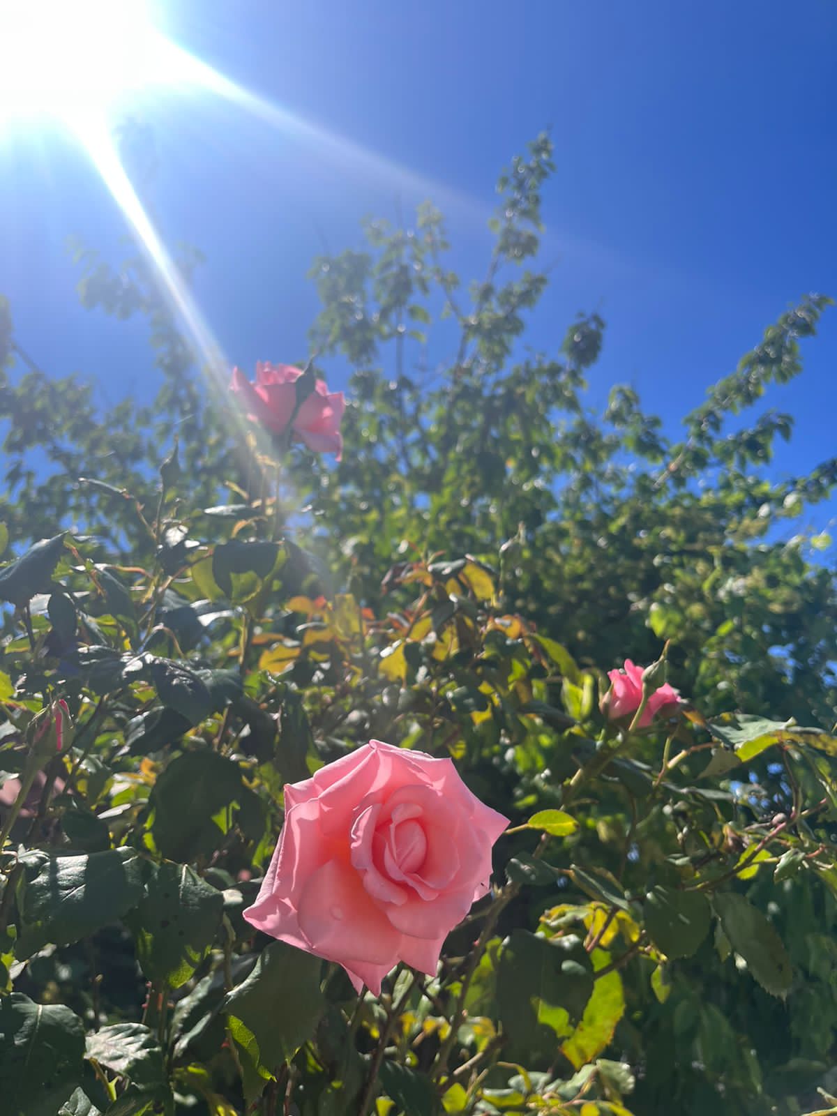 Фото Купава