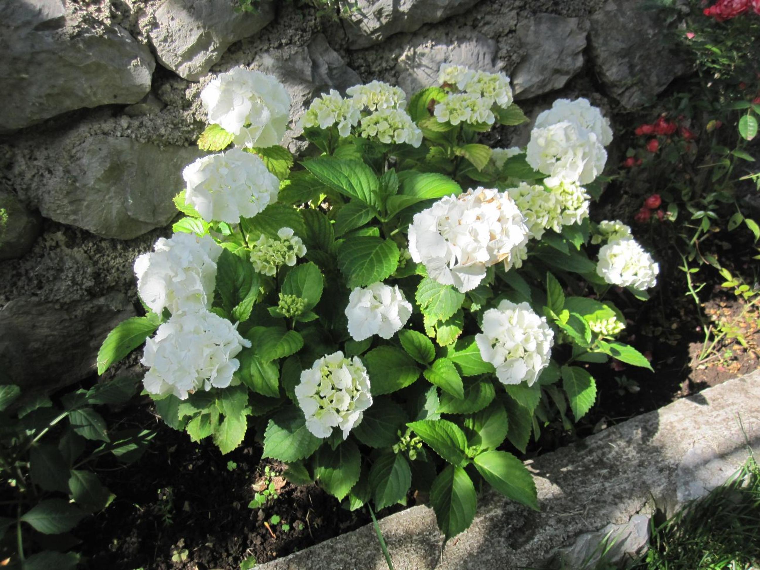 Фото Apartments City Center