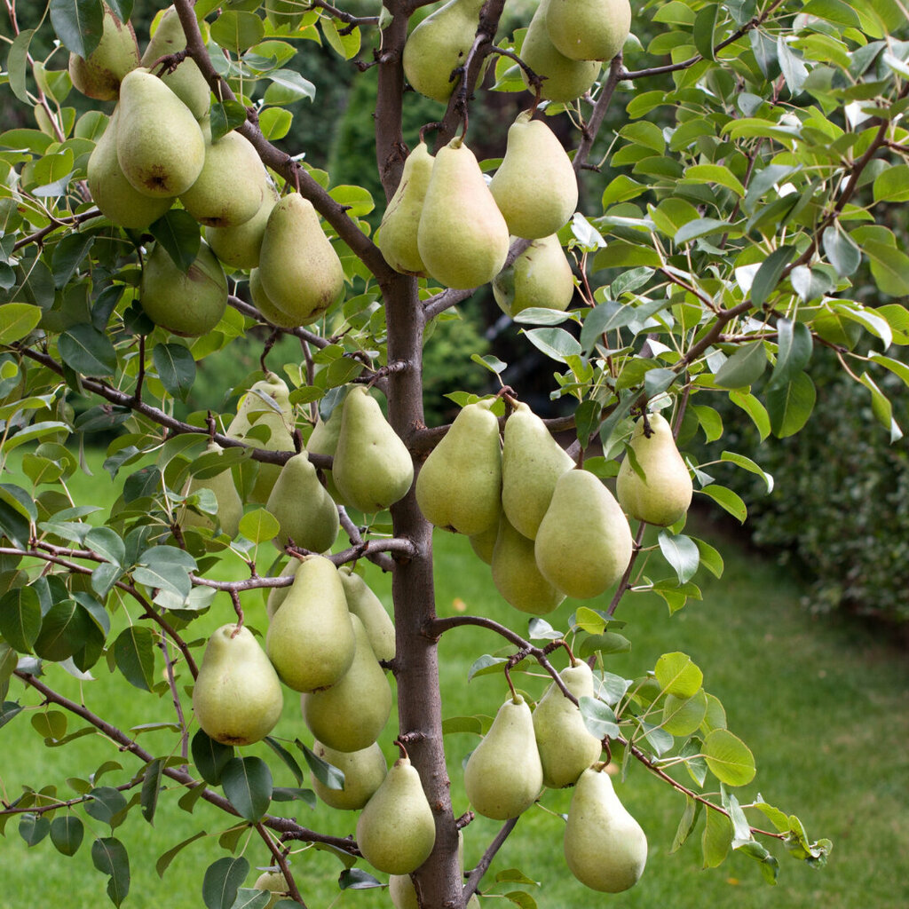 Plant nursery Tsar' Sad, Moscow, photo