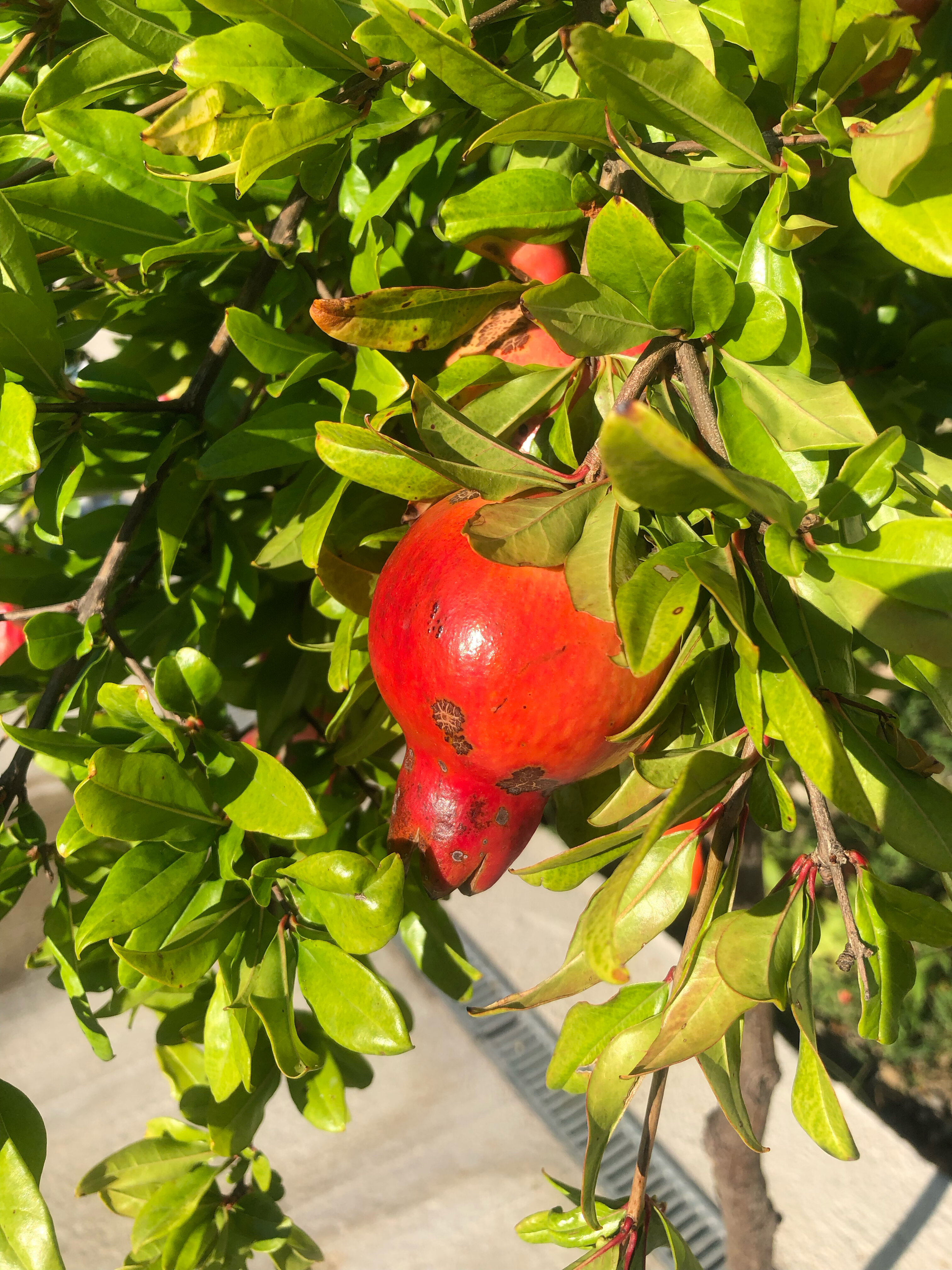 Фото БроНау Ася