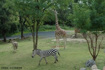 Фото Hotel Chuo Oasis